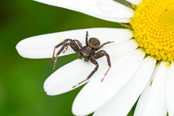 Crab spider