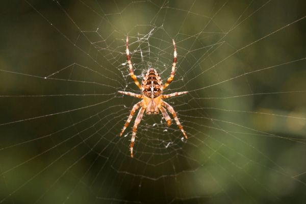 Garden spider