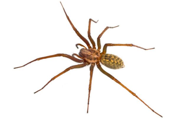 Hobo spider