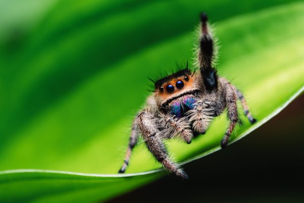 Jumping spider
