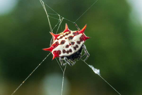Spiny-backed orb weaver spiders