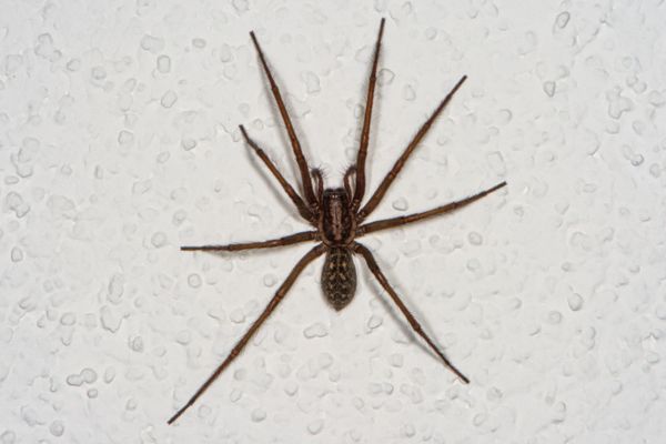 Domestic house spider