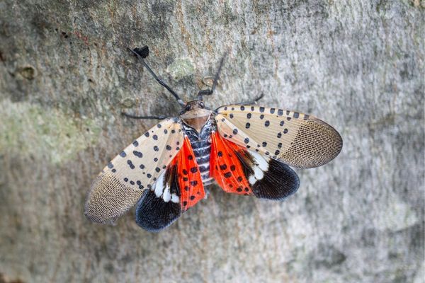 Spotted lantern fly