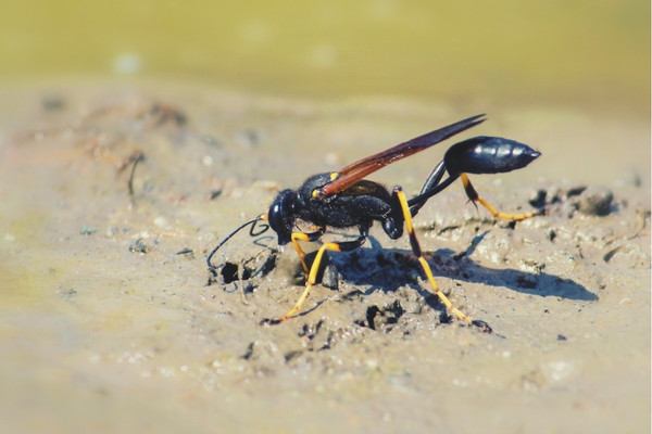 mud dauber wasps