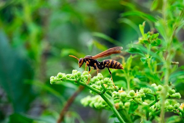 paper wasps