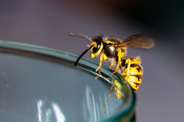 wasp on glass