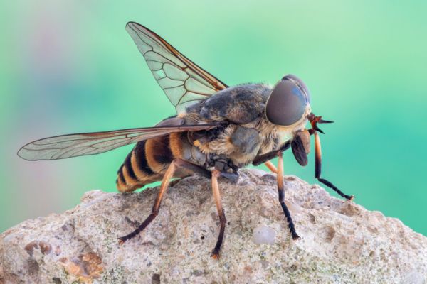 Horse fly