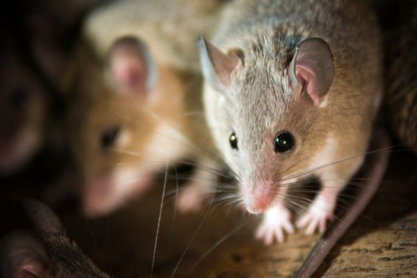 pair of mice