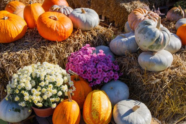 pumpkin patches