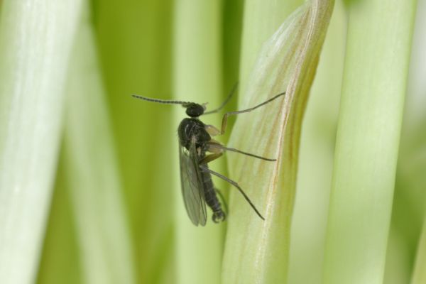 Fungus gnats