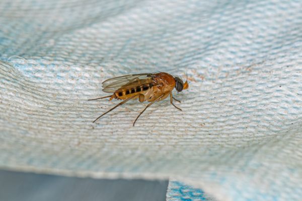 Phorid fly