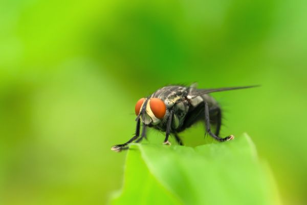 Cluster fly