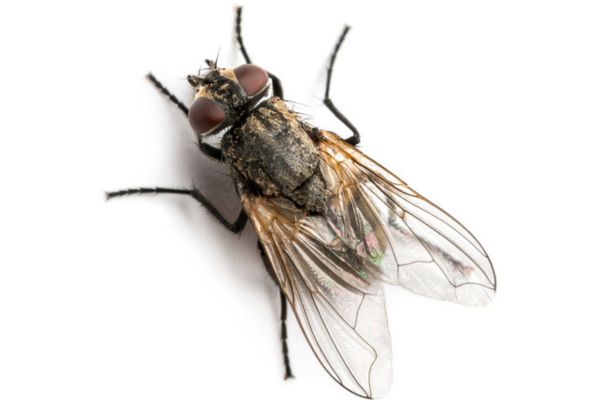 House fly