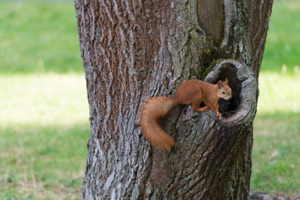 squirrel climbing tree
