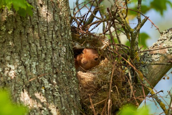 squirrel nest