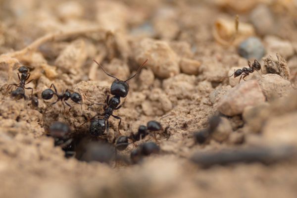 War ants