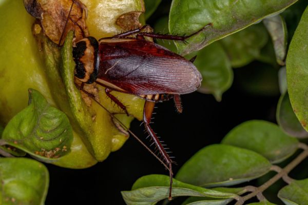 australian cockroach on a leaf