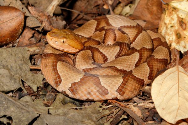 Copperheads