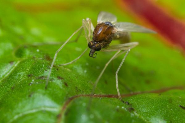 Sand fly