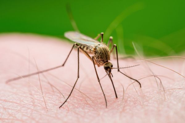 Mosquito