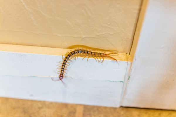 centipede on wall