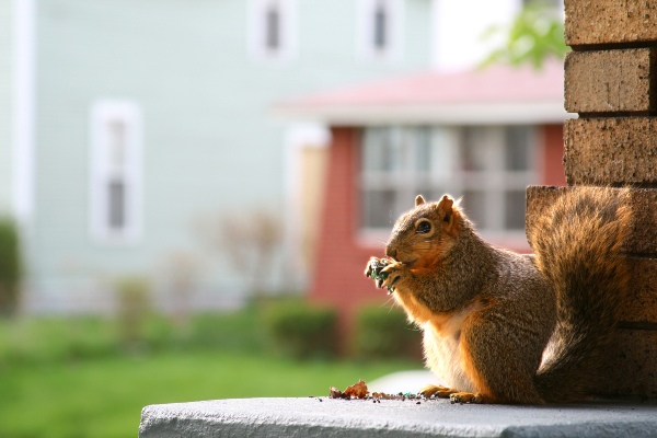 squirrel eating