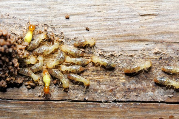 Live termites found during remodeling