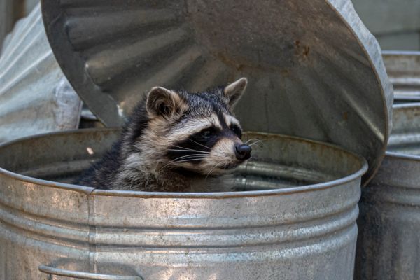 racoon in a trash can