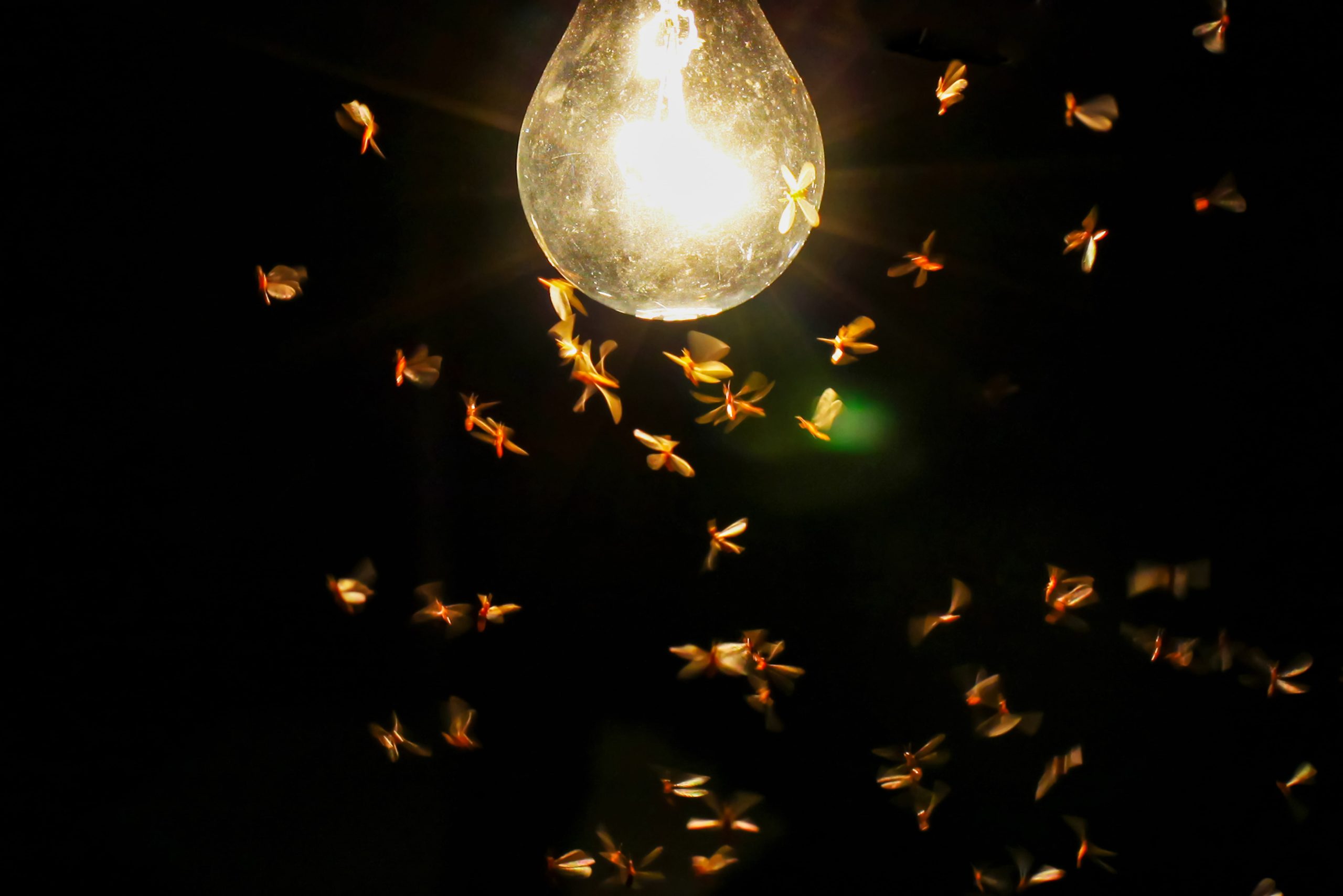termites flying around a light bulb