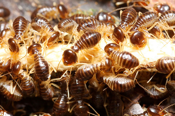 close up of termites