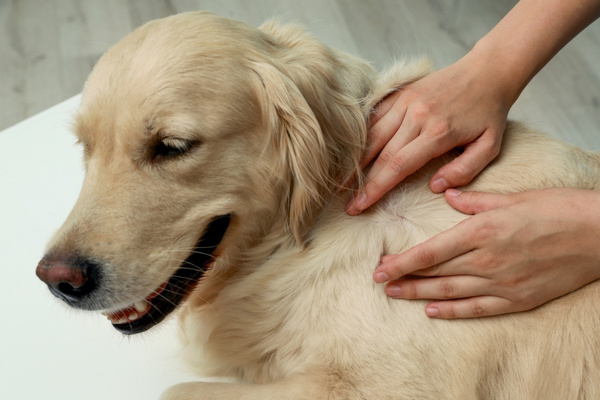 ticks dangerous to dogs