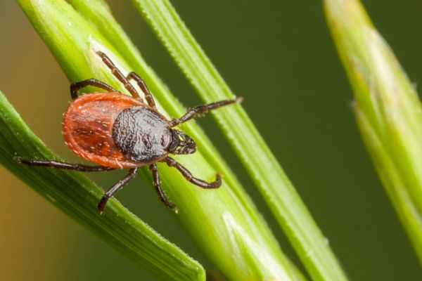 tick on grass