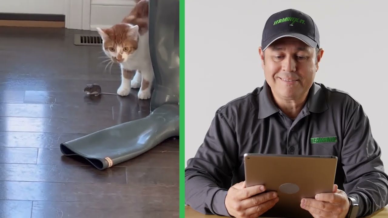 Do cats keep mice away thumbnail