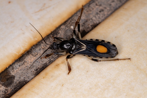 assassin bug