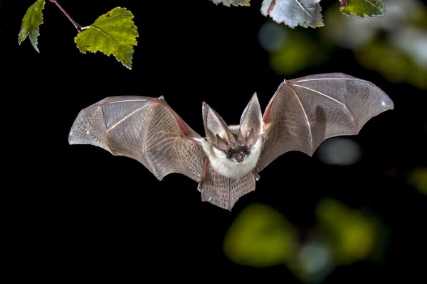 bat flying at night