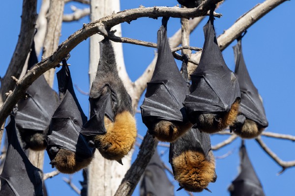 bats roosting daytime
