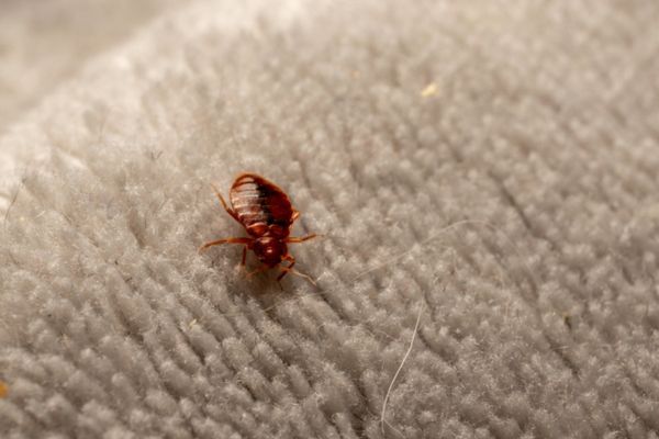 bed bug on towel