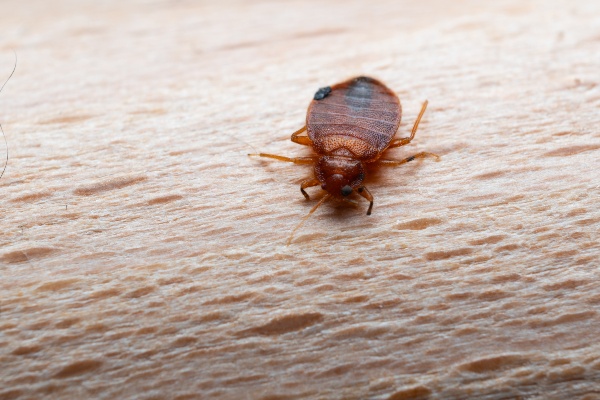 bed bug on human skin