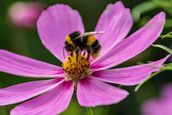 bees