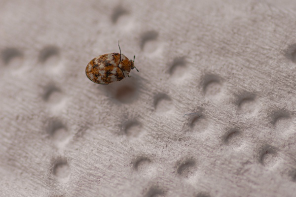 carpet beetle