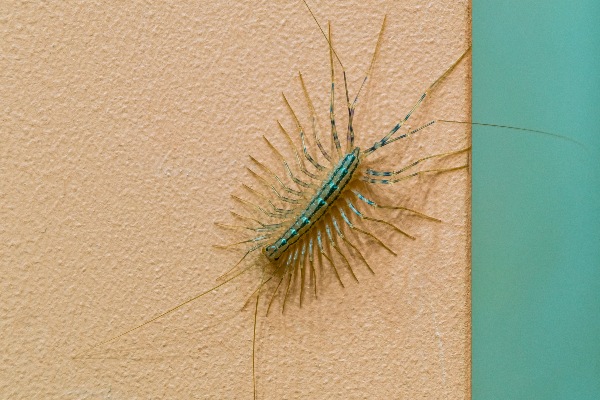centipede on a wall