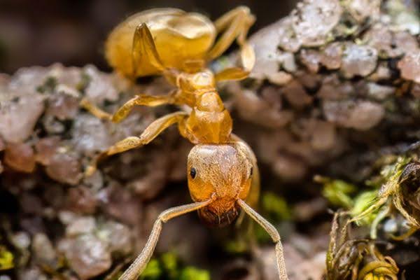 Citronella ant close up