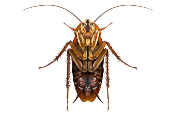 cockroach appendages