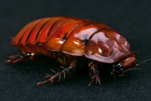 cockroach exoskeleton