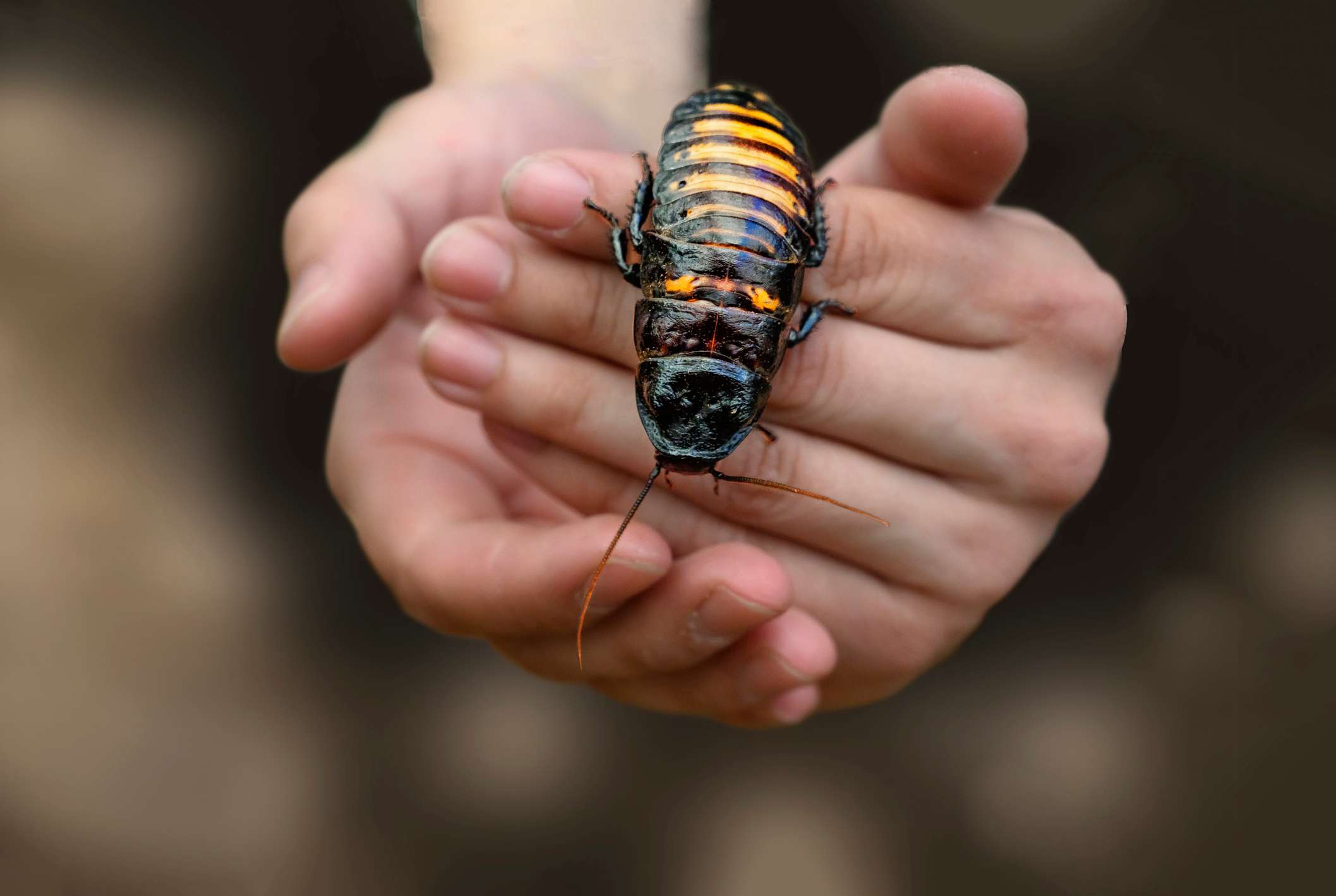 Madagascar hissing cockroach climbing on the back of hands