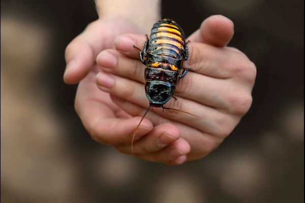 Madagascar hissing cockroach climbing on the back of hands