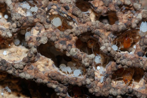 Flying termite larvae