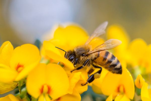 honey bee in flower