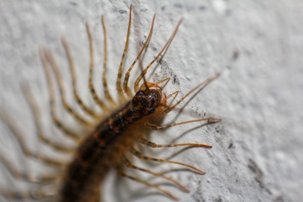 house centipede close up