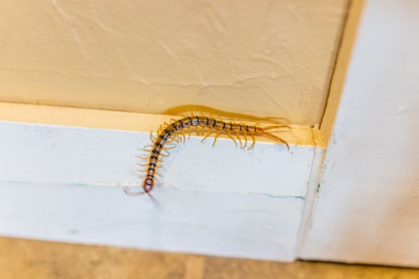 house millipede